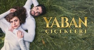 Yaban Çiçekleri